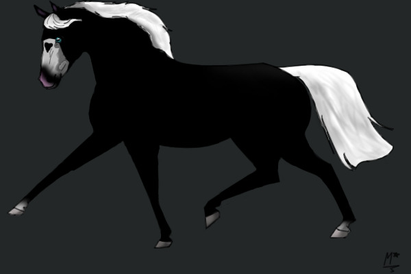 black and white horse