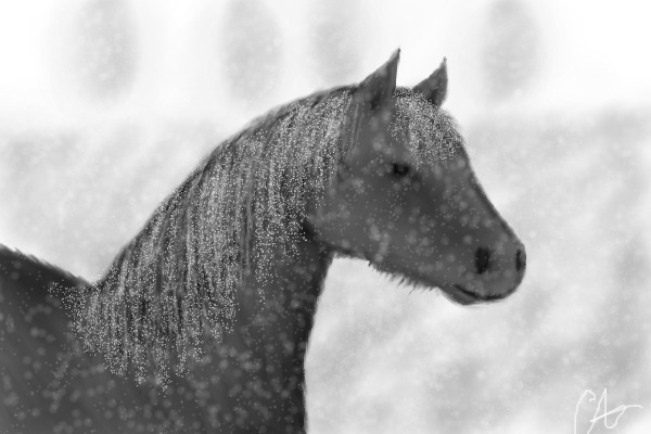 Winter Stalion