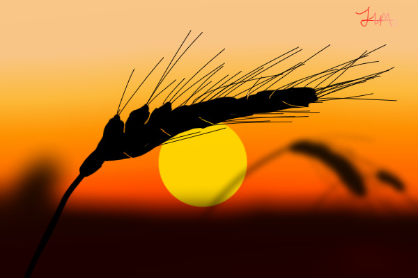 Barley In The Setting Sun