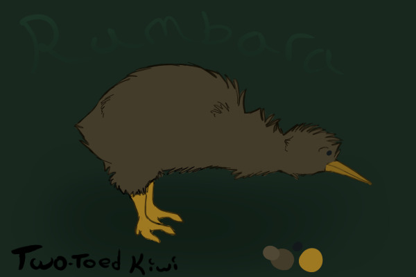 Rumbara the two-toed Kiwi bird