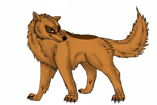Logan- adult wolf