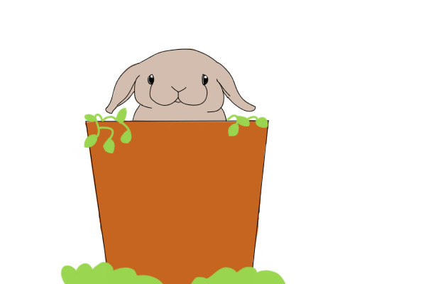 rabbit c: