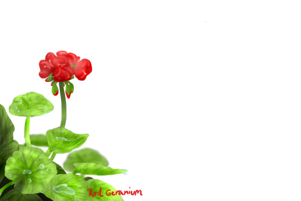 Red Geranium