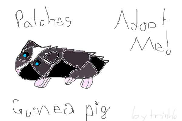 Adopt Patches the Guinea Pig!