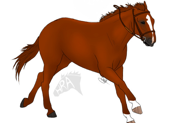 Red Thoroughbred