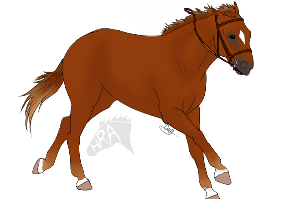 Firey Chestnut Mare