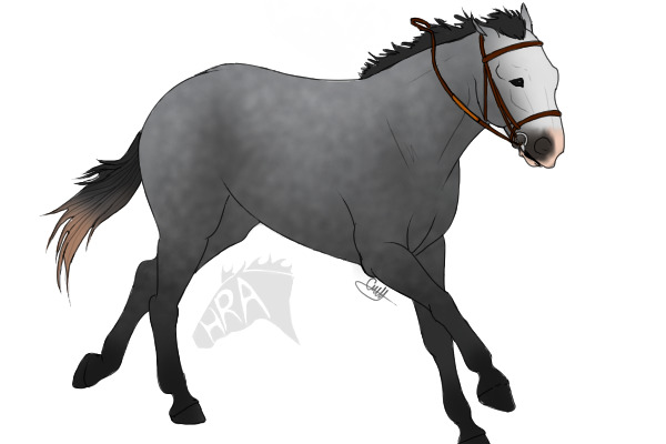 Dapple Grey gelding