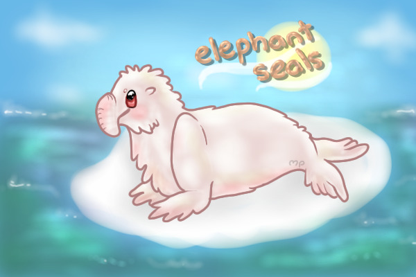♥ Elephant Seals || now open! ♥
