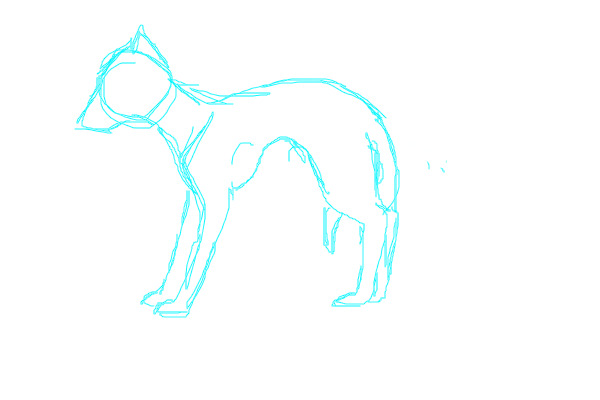 Whippet sketch. :3