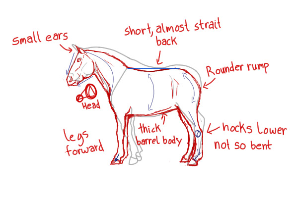 Pony Anatomy Redline