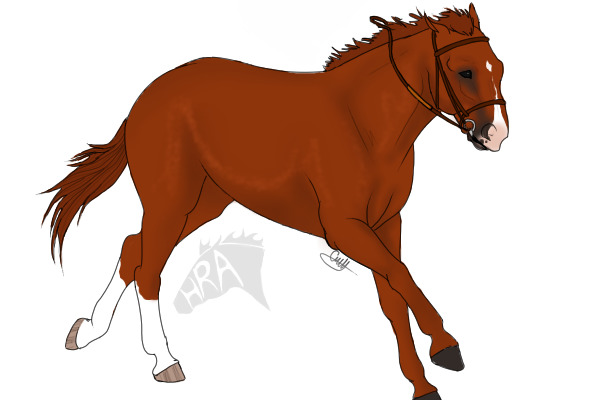 HRA: Chestnut w/ back stockings