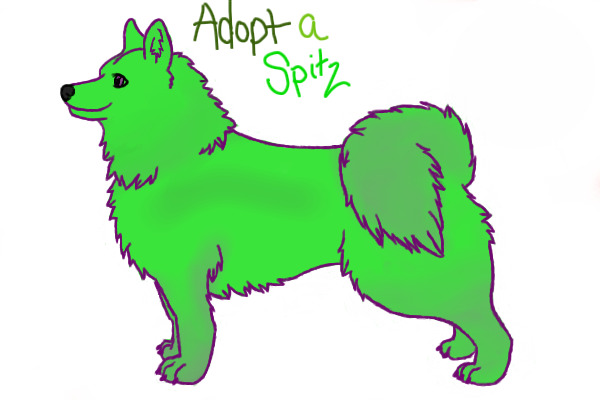 Adopt A Spitz