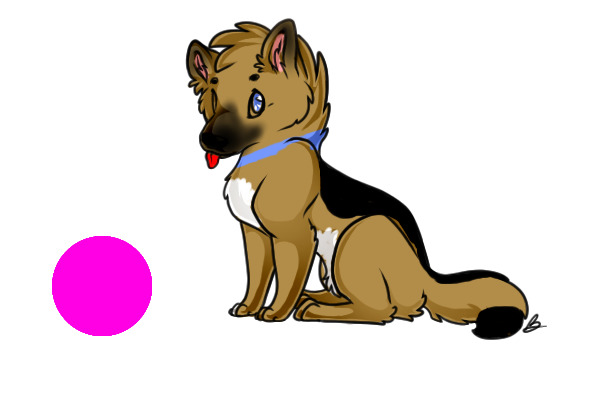 GSD with Blue Collar and eye