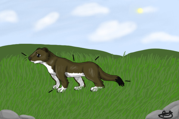 Stoat