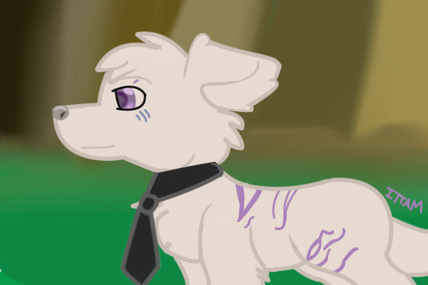 Marshmallow Square: My New Cream Puff Fox!