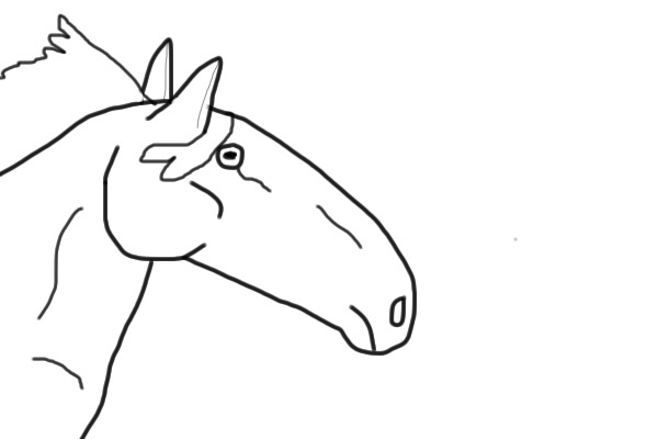 Horse head