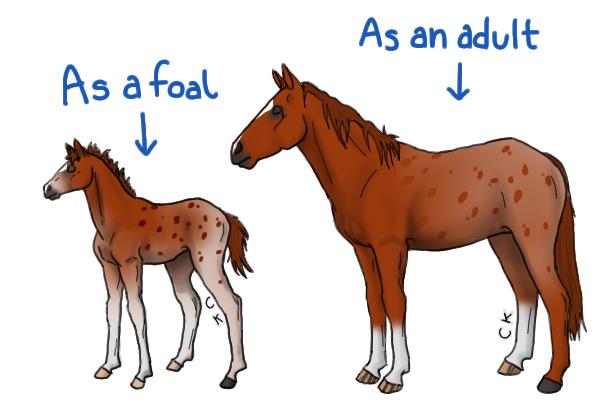 Foal for Roscoe&Me