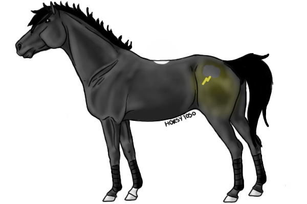 Colt- Horse