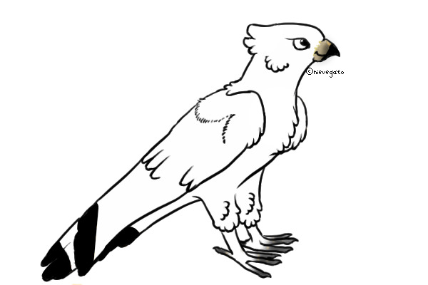 Leucistic Red-tailed Hawk