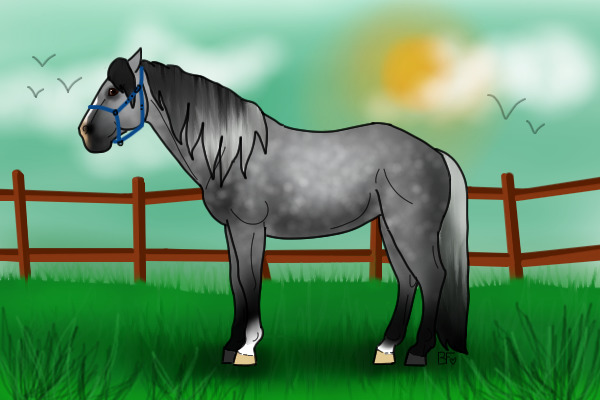 Dapple Grey Pony