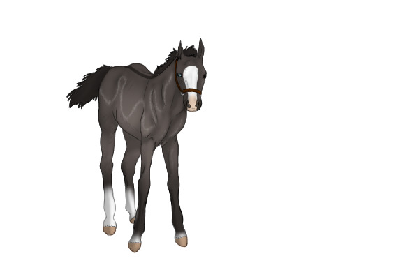 foal for Vanerfreak