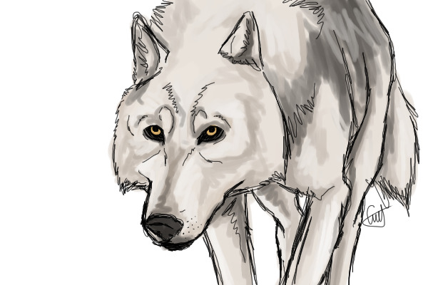 Wolf Doodle