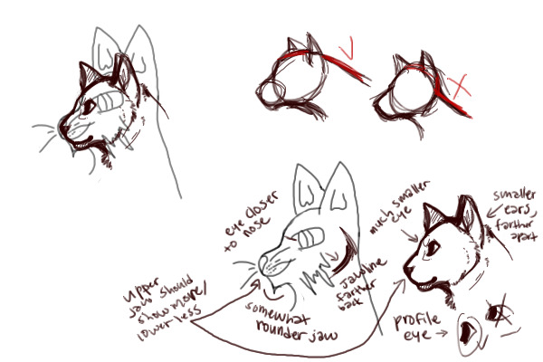 Domestic Cat Redline