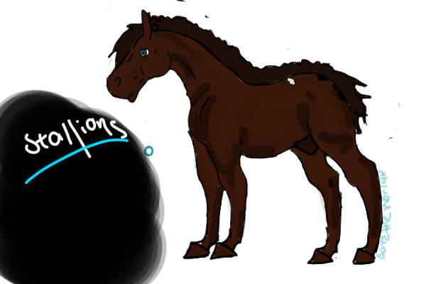 MSE Stallions