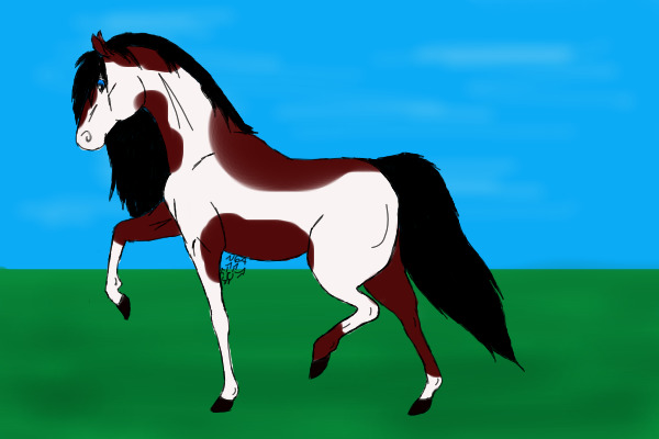 Dark Bay Paint Horse Mare