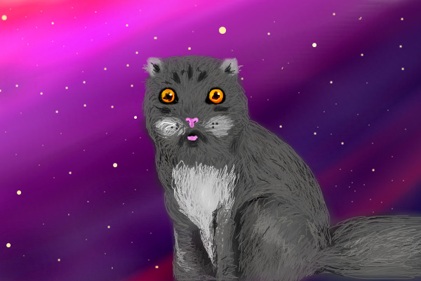 Confused persian cat in space