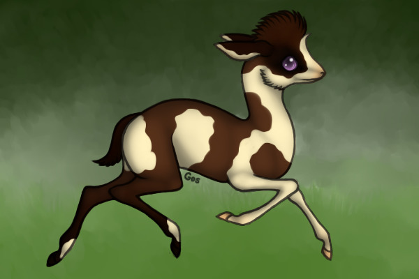 ~ Adopted ~ Dik-Dik Antelope <3