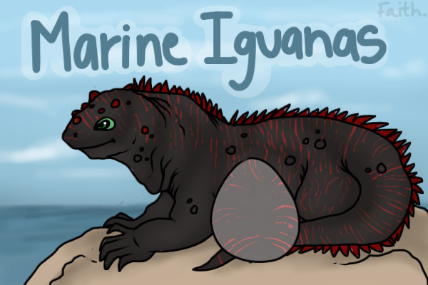 Marine Iguana adoptians