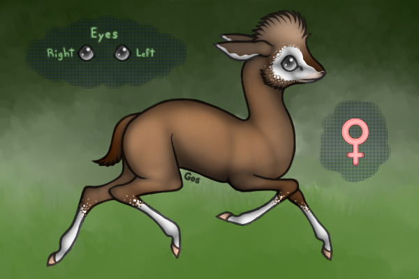 ~ Adopted ~ Dik-Dik Antelope <3