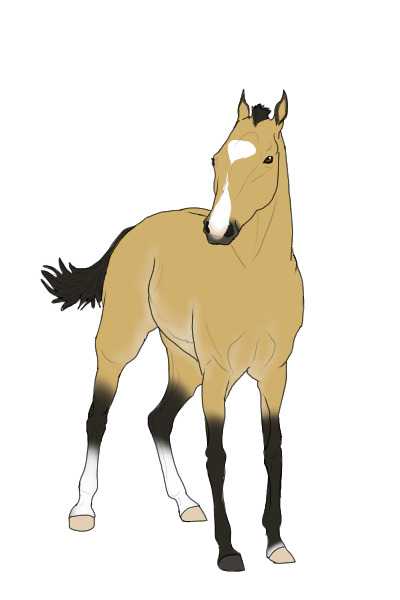 Buckskin Filly