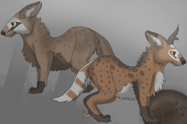 colsif adopts