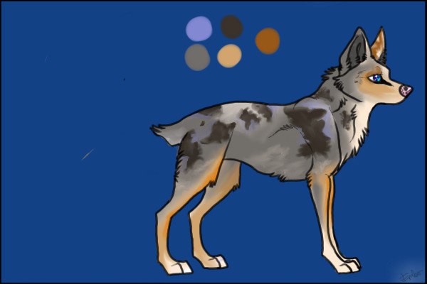 Blue Merle Aussie| Entry