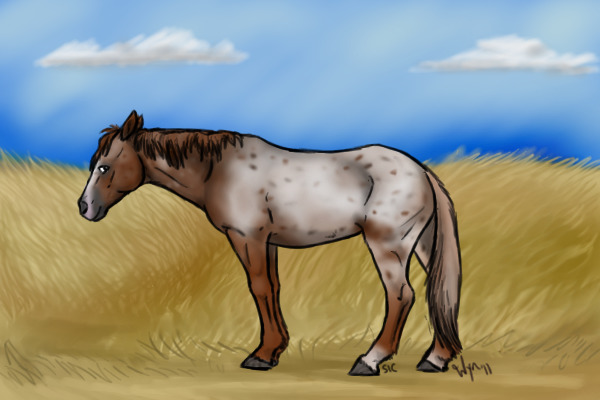 AppaloosaDapple's Horse