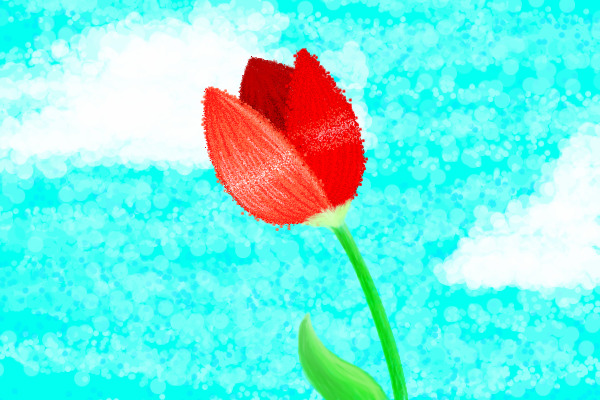 Red Spring Tulip
