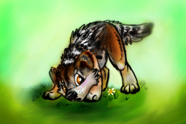 Timber Pup