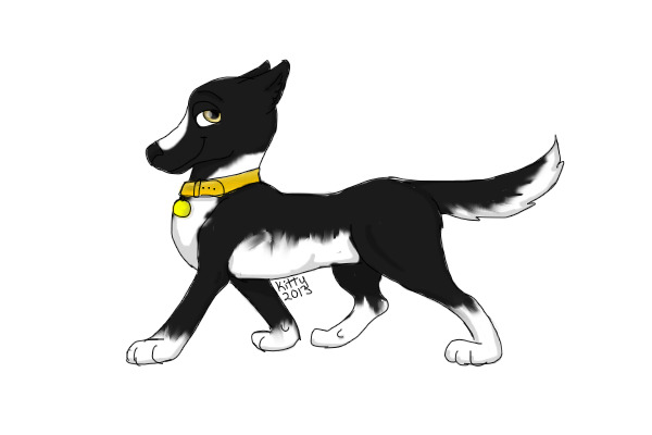 Black and White Border Collie Advent!