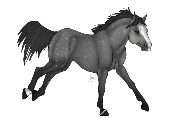 BHS: Dapple Grey PSH Stallion
