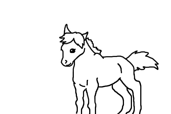 Foal