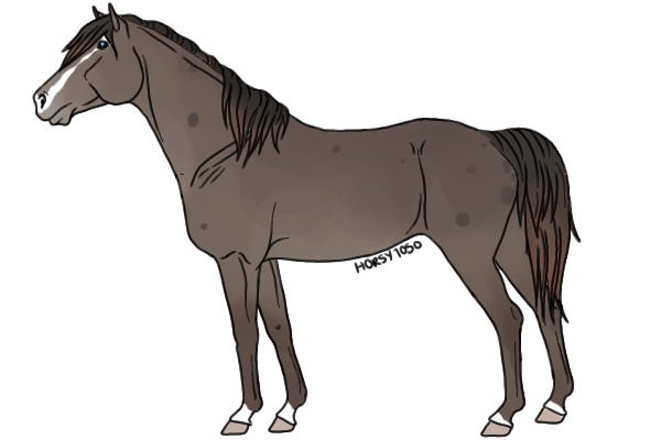 new horse