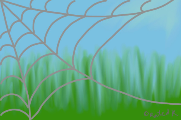 Spiderweb in the spring