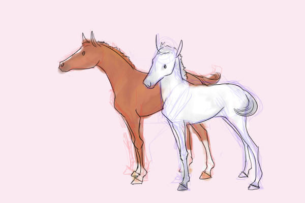 hano foals