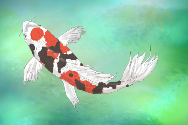 Doitsu koi fish