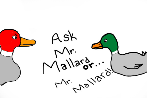 Ask Mr. Mallard