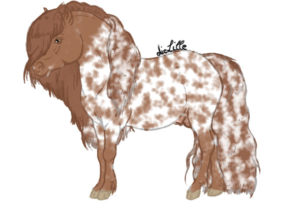 CTS: Chestnut Leopard Stallion