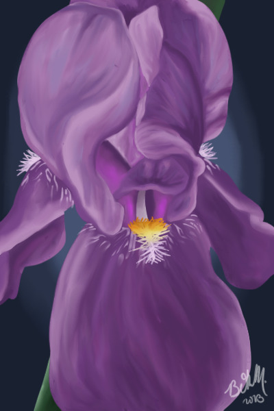 Purple Iris
