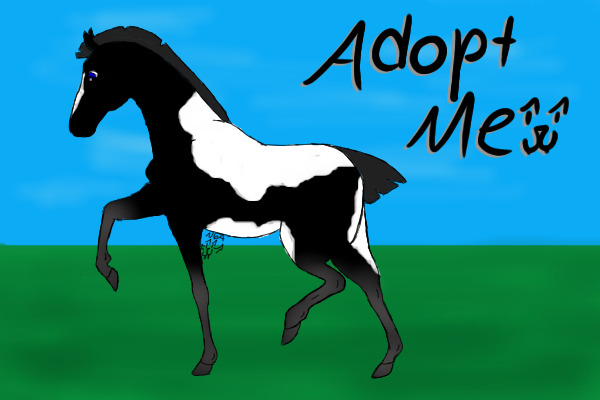 SSS: Black and White Foal